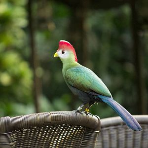 Red-crested turaco in Burgers Bush