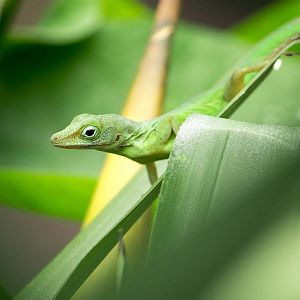 Leopard anole in Burgers Bush