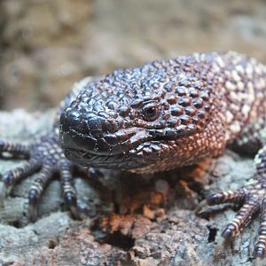 Rio Fuerte beaded lizard (Heloderma exasperatum)