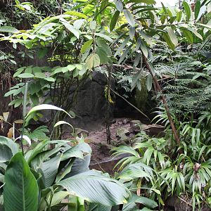 Red-footed tortoise exhibit