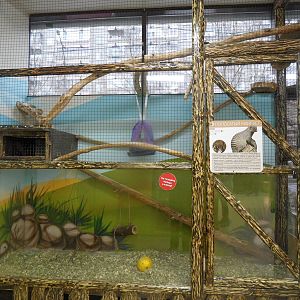 Banded mongoose exhibit