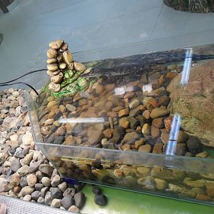 Morelet's crocodile exhibit