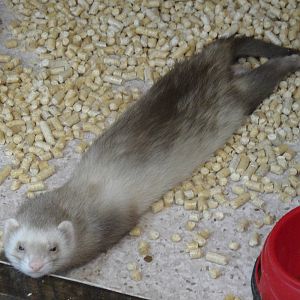 Ferret