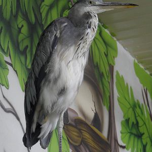 Grey heron