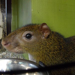 Agouti