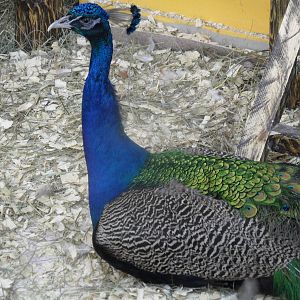 Peacock