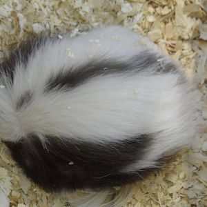 Striped skunk