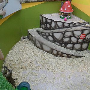 Meerkat exhibit
