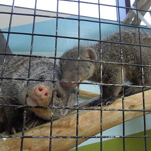 Banded mongoose with baby