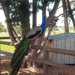 Chesterfield Farm, VIC