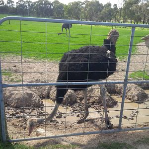 Chesterfield Farm, VIC