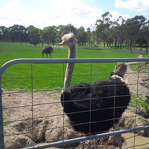 Chesterfield Farm, VIC