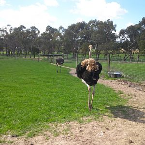 Chesterfield Farm, VIC