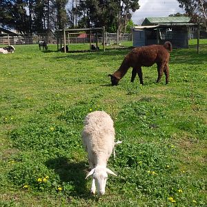 Chesterfield Farm, VIC