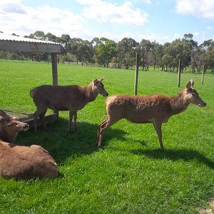 Chesterfield Farm, VIC