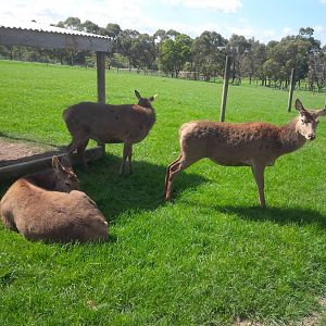 Chesterfield Farm, VIC