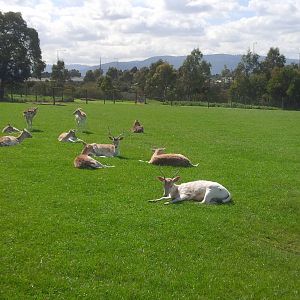 Chesterfield Farm, VIC