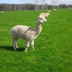 Chesterfield Farm, VIC