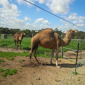 Chesterfield Farm, VIC