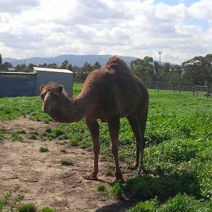 Chesterfield Farm, VIC