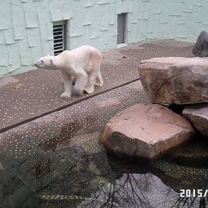 Sad polar bear enclosure