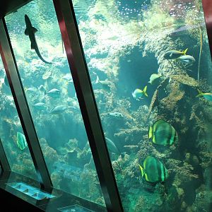 Large coral-fish tank