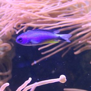 Damselfish ID