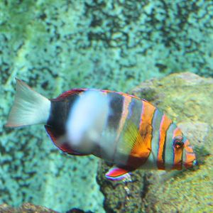Harlequin tuskfish