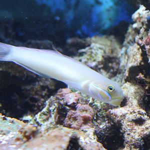Blueband goby