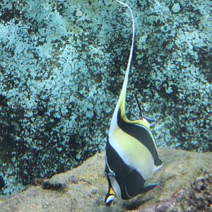 Moorish idol