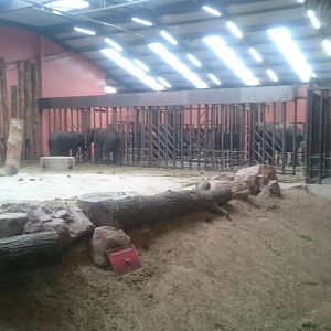 African elephant indoor enclosure