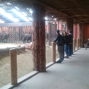 African elephant indoor enclosure