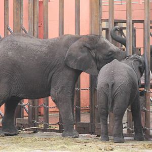 African elephant feeding