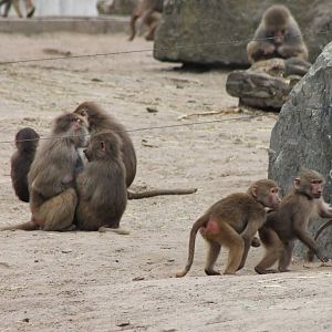 Hamadryas baboons