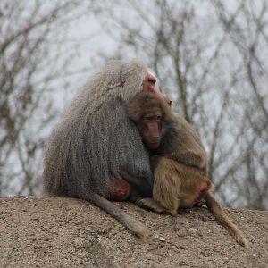Pair of Hamadryas baboons