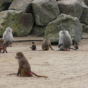 Hamadryas baboons