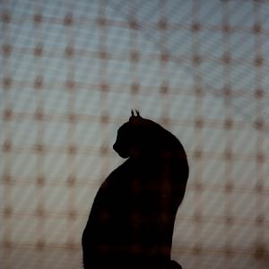 Canada lynx : Hamerton : 01 Nov 2015