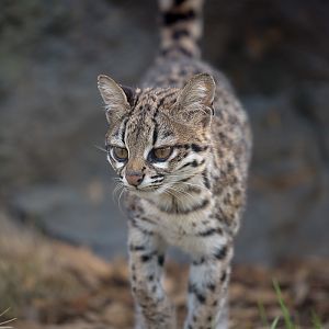 Oncilla : Hamerton : 03 Apr 2016