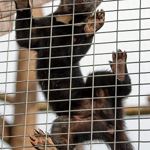 Tayra : Hamerton : 03 Apr 2016
