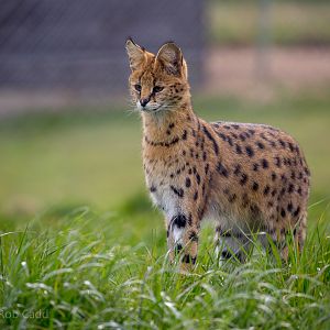 Serval : Hamerton : 03 Apr 2016