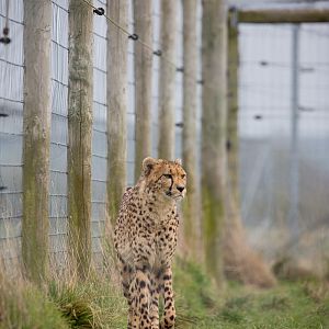 Cheetah : Hamerton : 03 Apr 2016