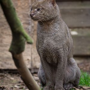 Jaguarundi : Hamerton : 03 Apr 2016