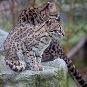 Oncilla : Hamerton : 03 Apr 2016