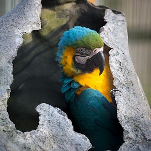 Blue-and-yellow macaw : Hamerton : 03 Apr 2016