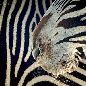 Grevys zebra : Whipsnade : 14 Mar 2016