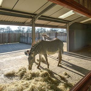 Grevys zebra : Whipsnade : 14 Mar 2016