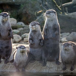 Asian small-clawed otter : Whipsnade : 14 Mar 2016