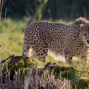 Cheetah : Whipsnade : 14 Mar 2016