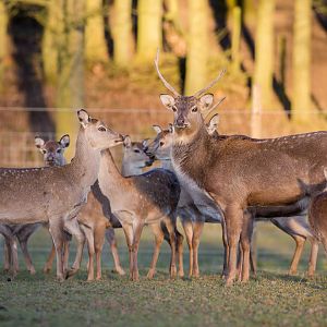 Japanese sika deer : Whipsnade : 14 Mar 2016