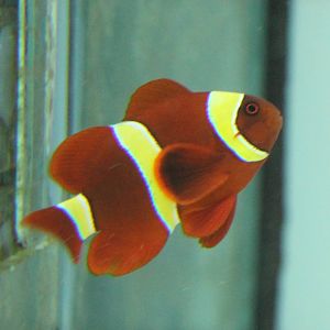 Clownfish mutation